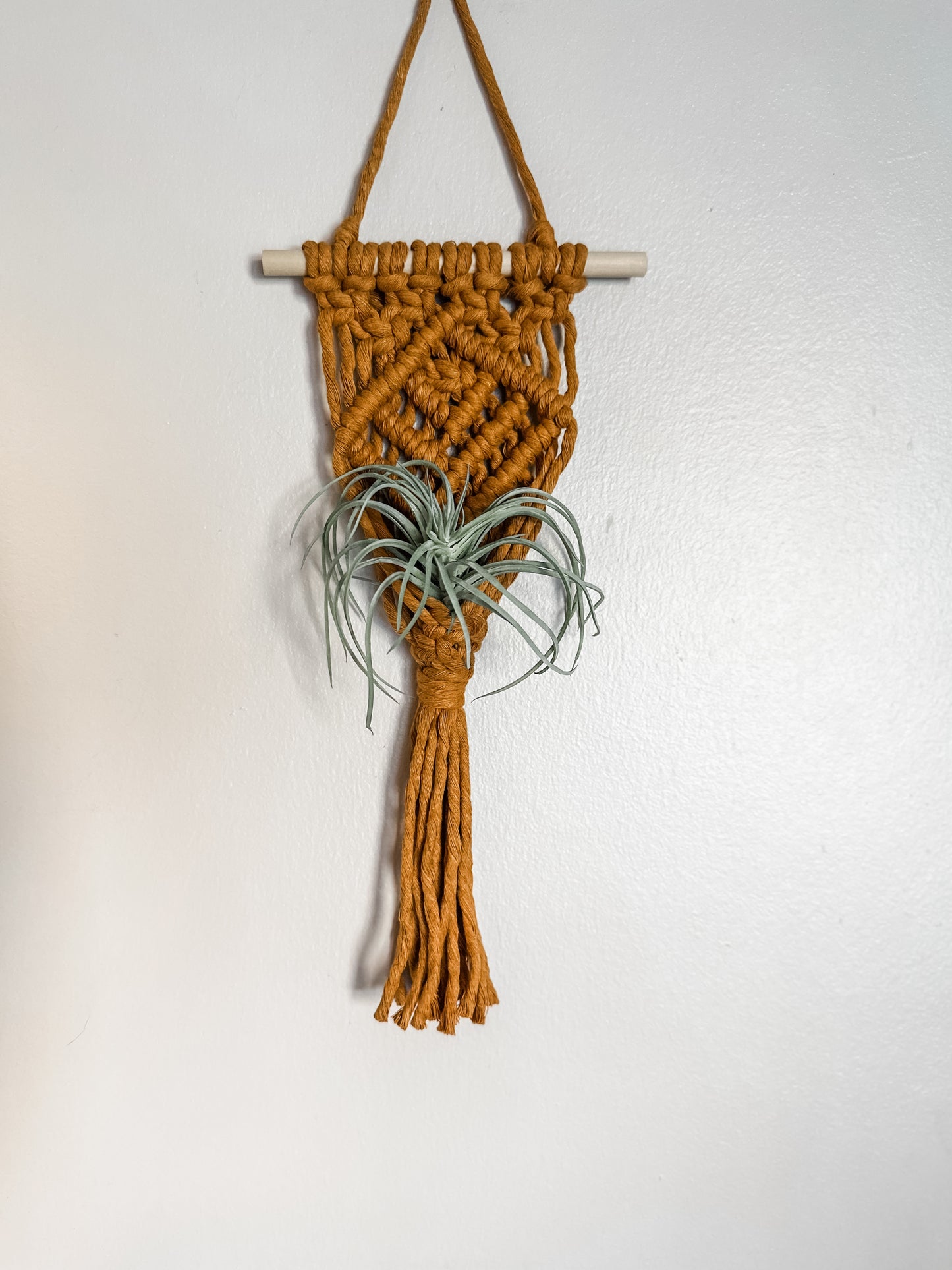 Air Plant Hanger