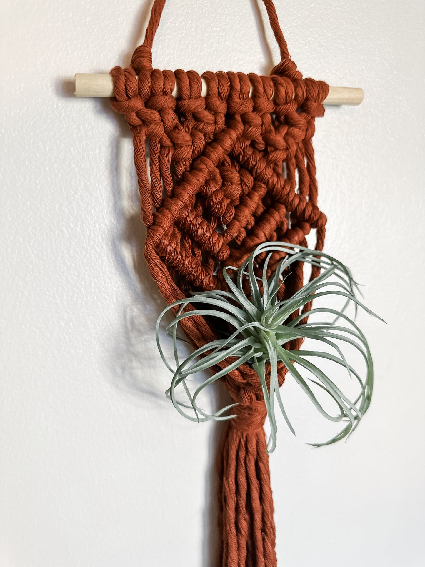 Air Plant Hanger